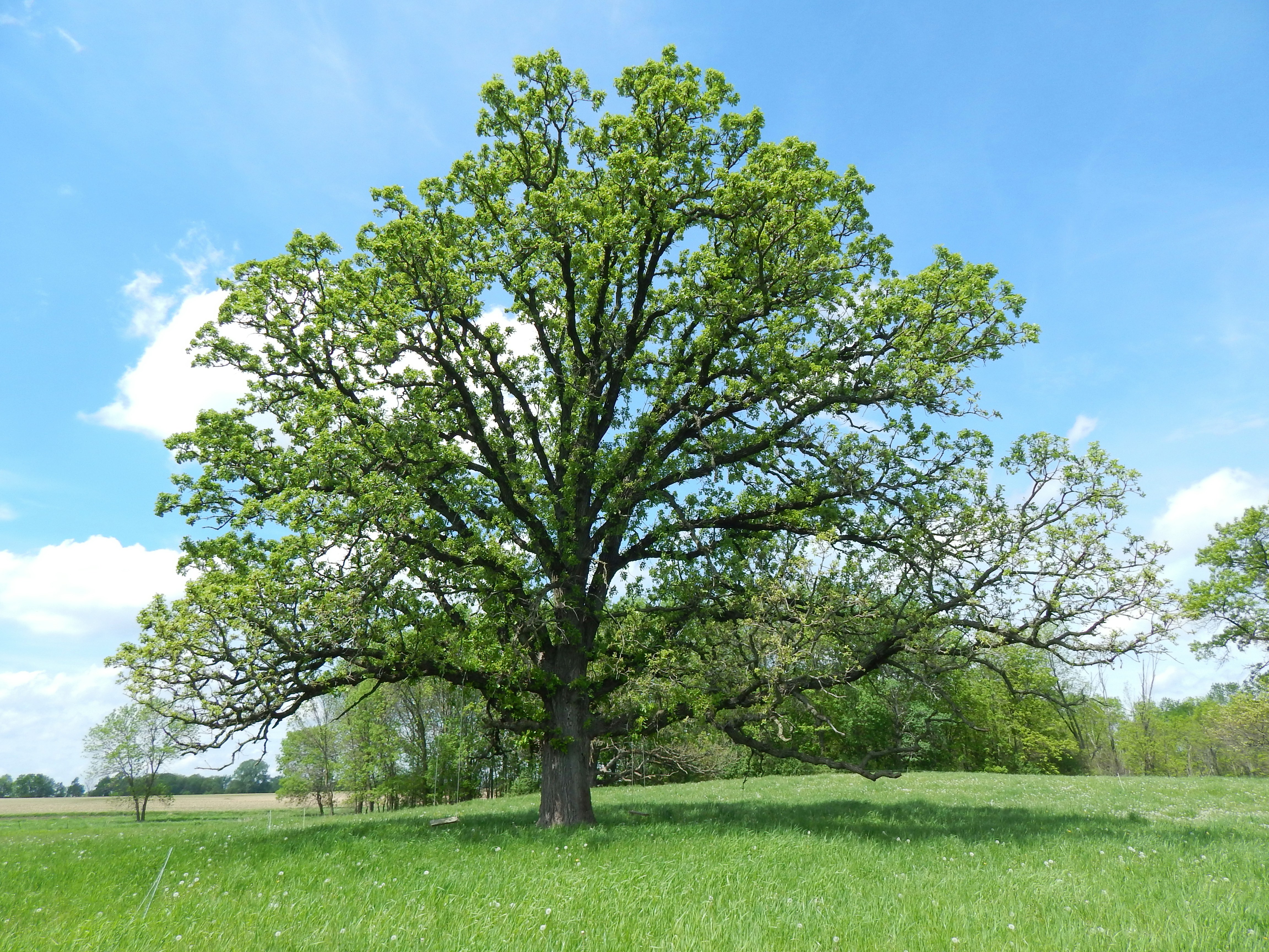 big oak tree
